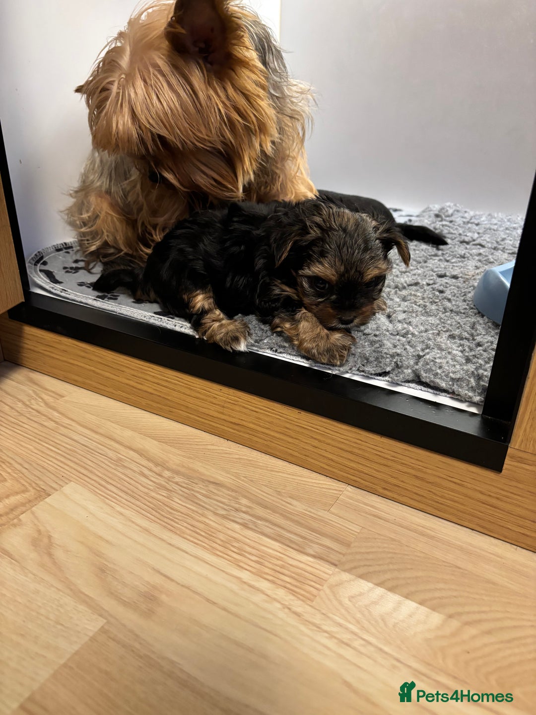 Yorkshire Terrier dogs for sale: Three beautiful Yorkshire terrier puppies  - Advert 9