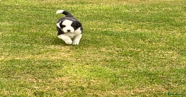 Border Collie dogs - Advert 13