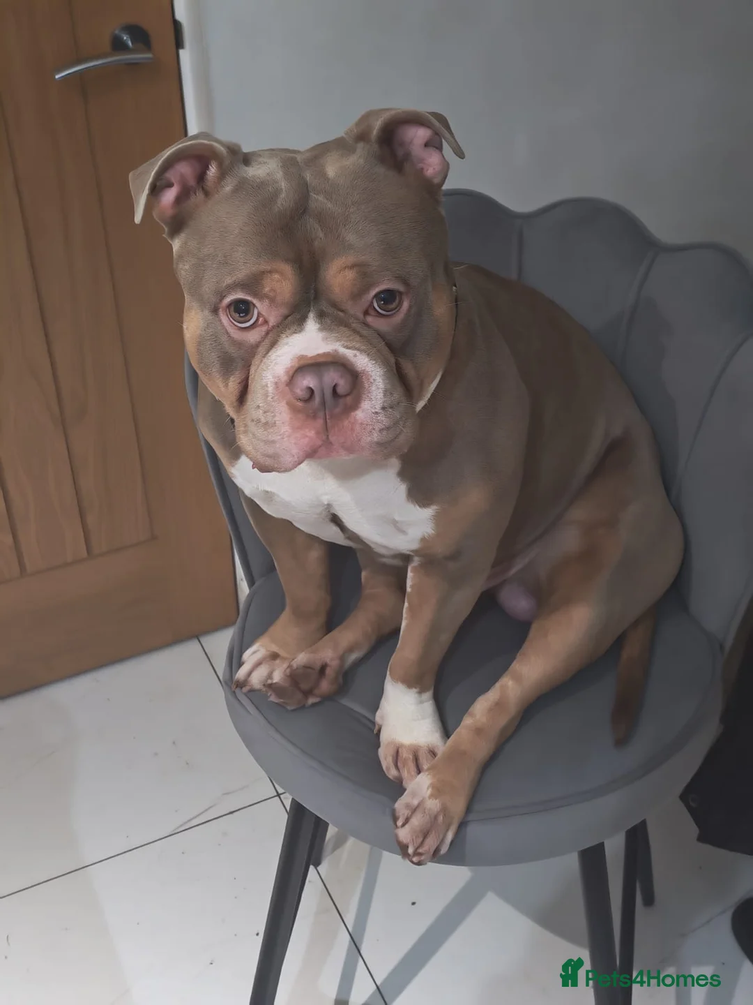 American Bully dogs for stud: Marlo - Advert 2