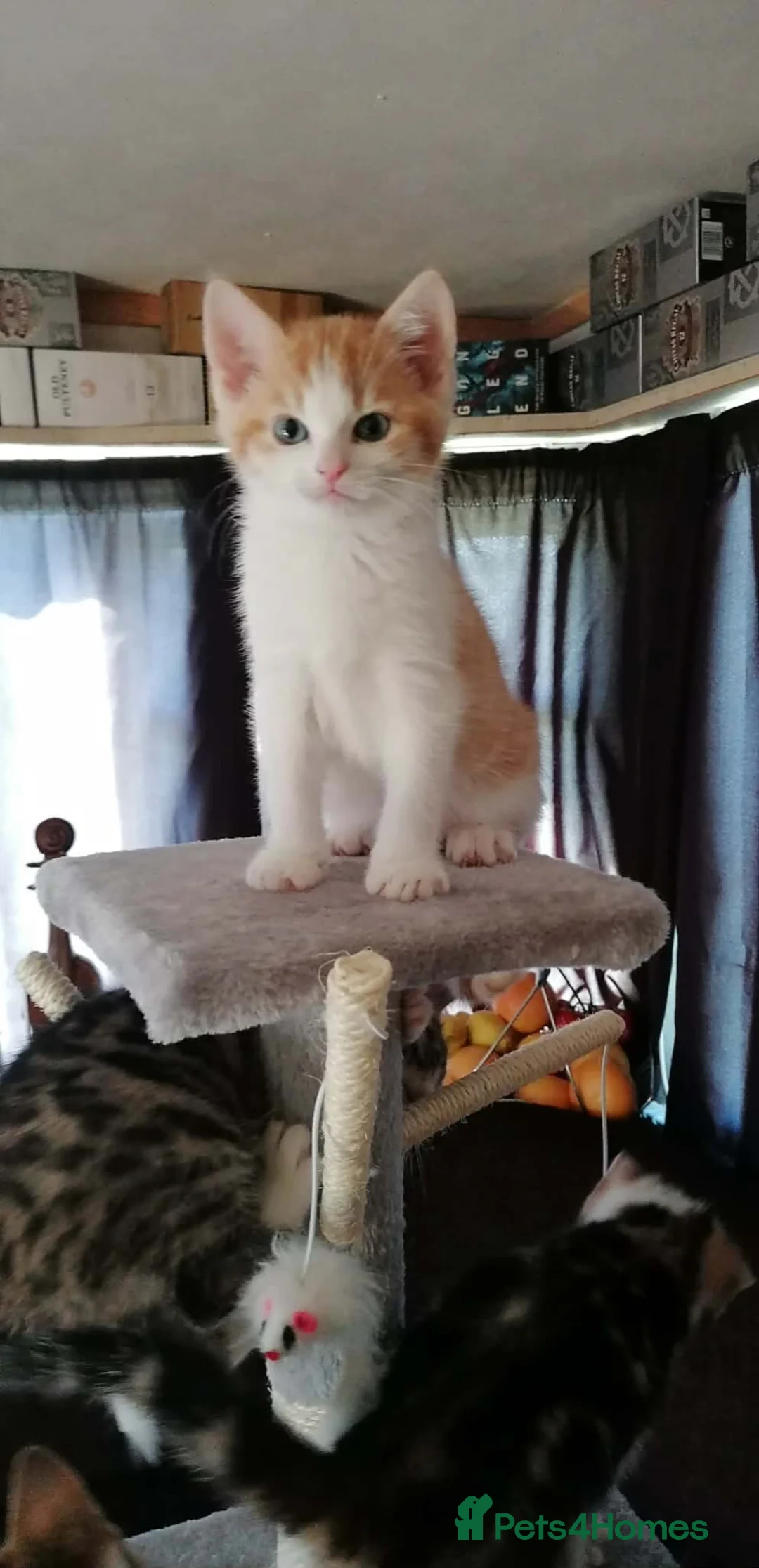 Mixed Breed cats for sale: Adorable Kitten Looking for a Loving Home! - Advert 5