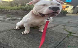 American Bully dogs for sale: yaya looking for a new home - Image 4