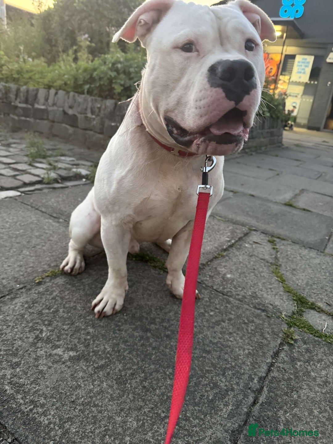 American Bully dogs for sale: yaya looking for a new home - Image 4