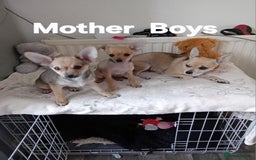 Miniature Pinscher dogs for sale: Mini pinscher for sele  - Image 6