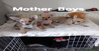 Miniature Pinscher dogs - Advert 10