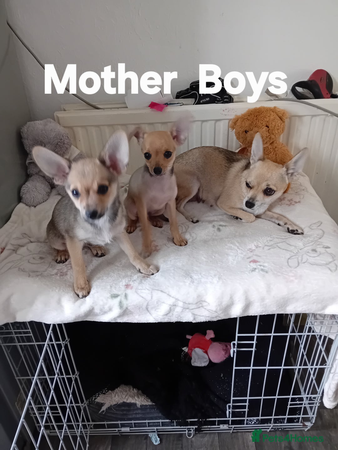 Miniature Pinscher dogs for sale: Mini pinscher for sele  - Image 6