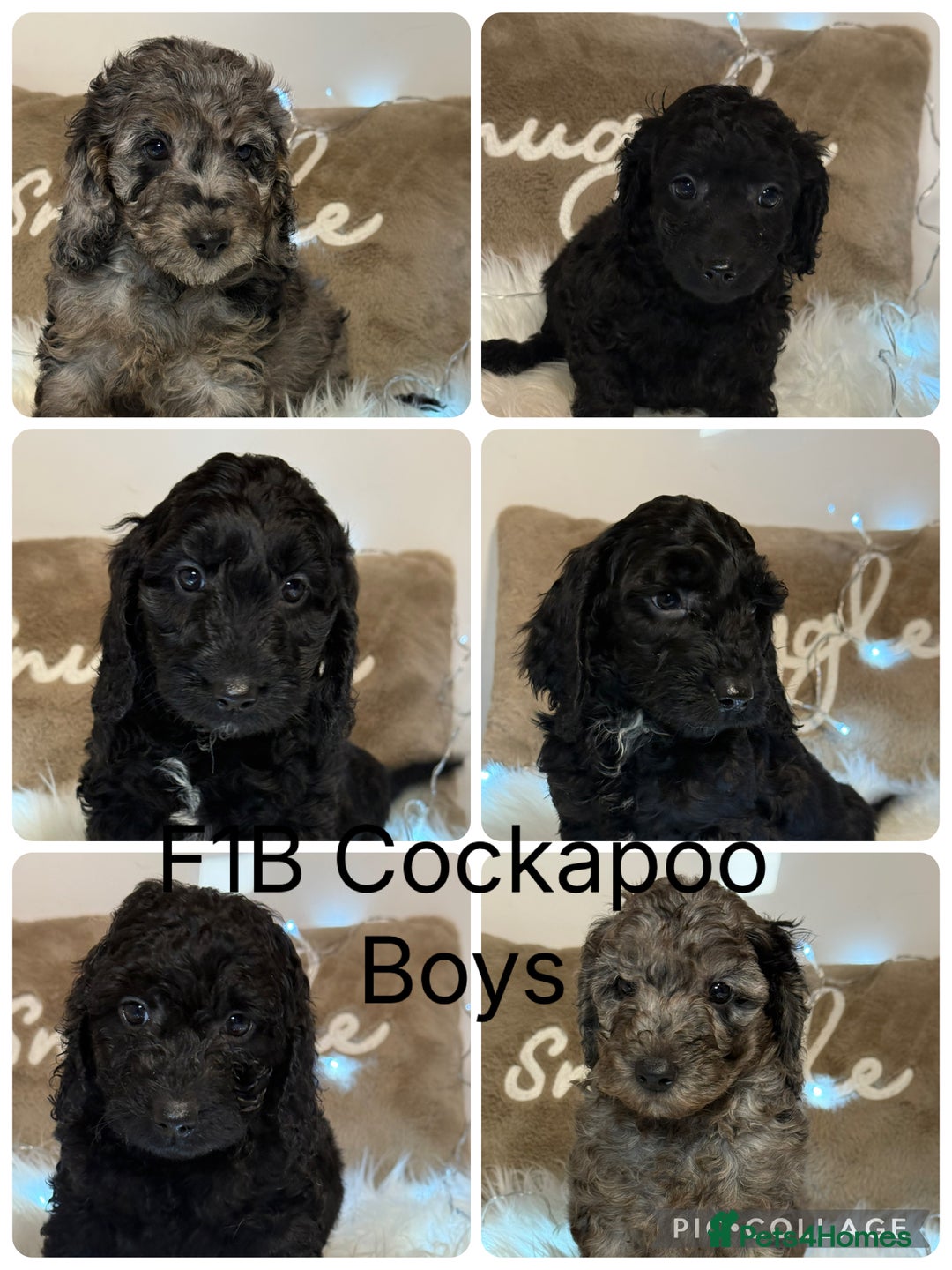 Cockapoo dogs for sale: F1B Cockapoo’s  - Advert 7