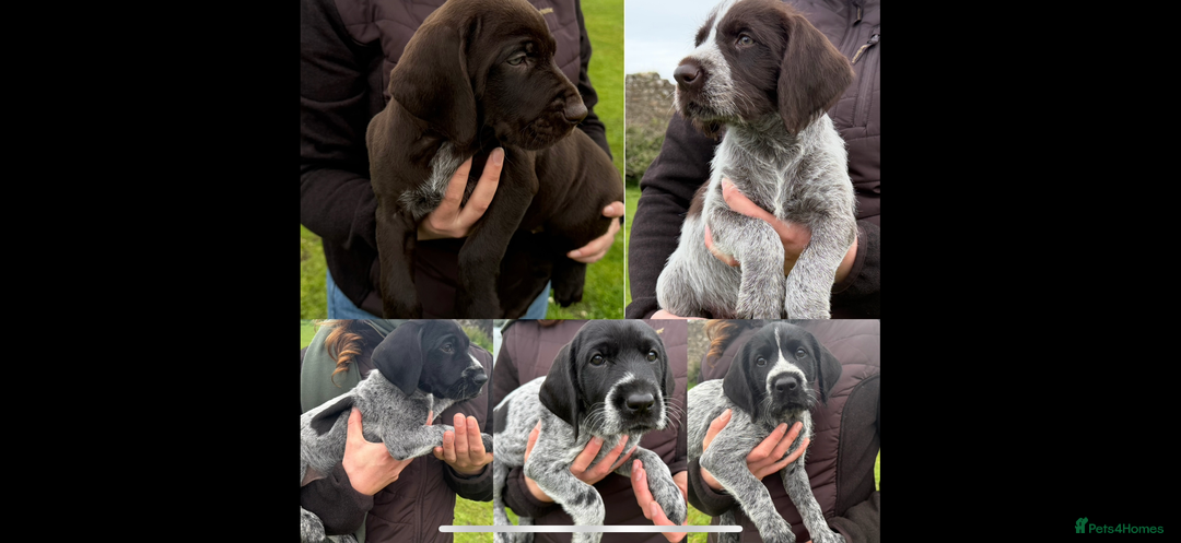 German Wirehaired Pointer dogs for sale: Beautiful German Wire-haired Pointer Pups in Campbeltown - Image 3