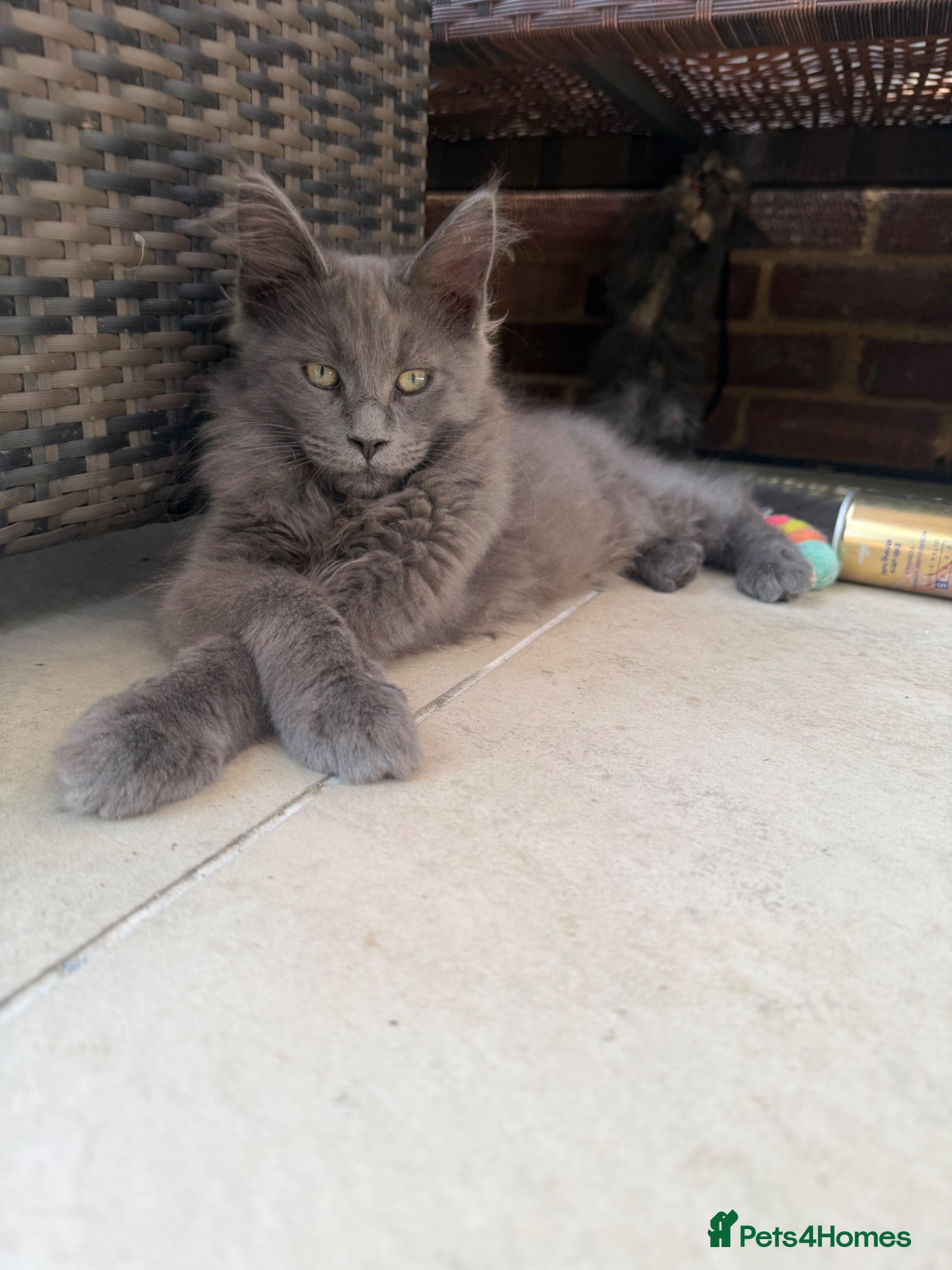 Maine Coon cats  ** n European Maine coon kittens  - Advert 6
