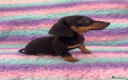 Miniature Dachshund dogs for sale: Miniature Dachshund Boys and Girls From £700 - Image 31