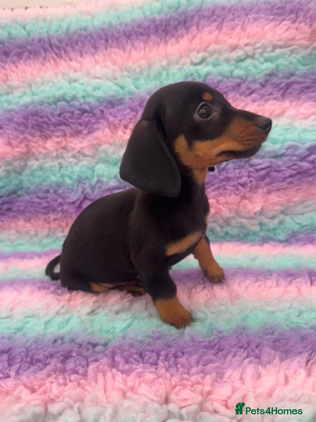 Miniature Dachshund dogs for sale: Miniature Dachshund Boys and Girls From £700 - Image 31