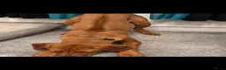 Rhodesian Ridgeback dogs for sale: KC registered Rhodesian Ridgeback (male) in Gateshead - Advert 7