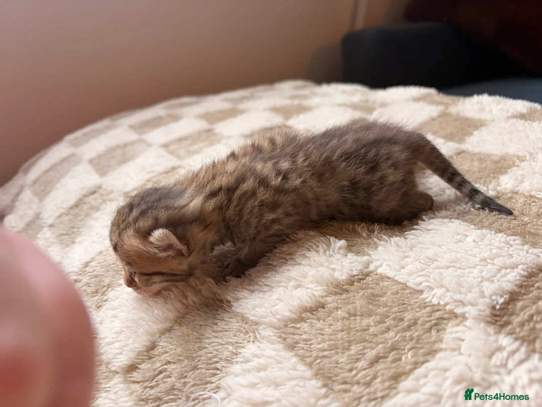 Bengal cats for sale: Bengal kittens  - Advert 11