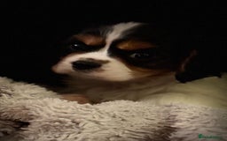 Cavalier King Charles Spaniel dogs for sale: Cavalier Pups  - Image 1