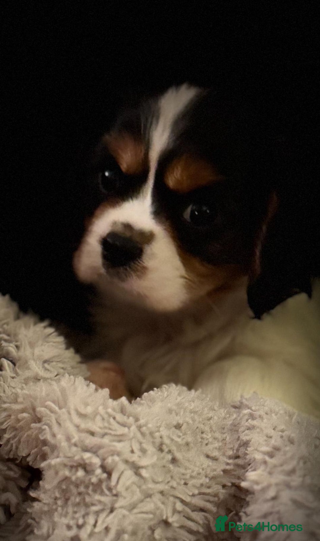 Cavalier King Charles Spaniel dogs for sale: Cavalier Pups  - Image 1