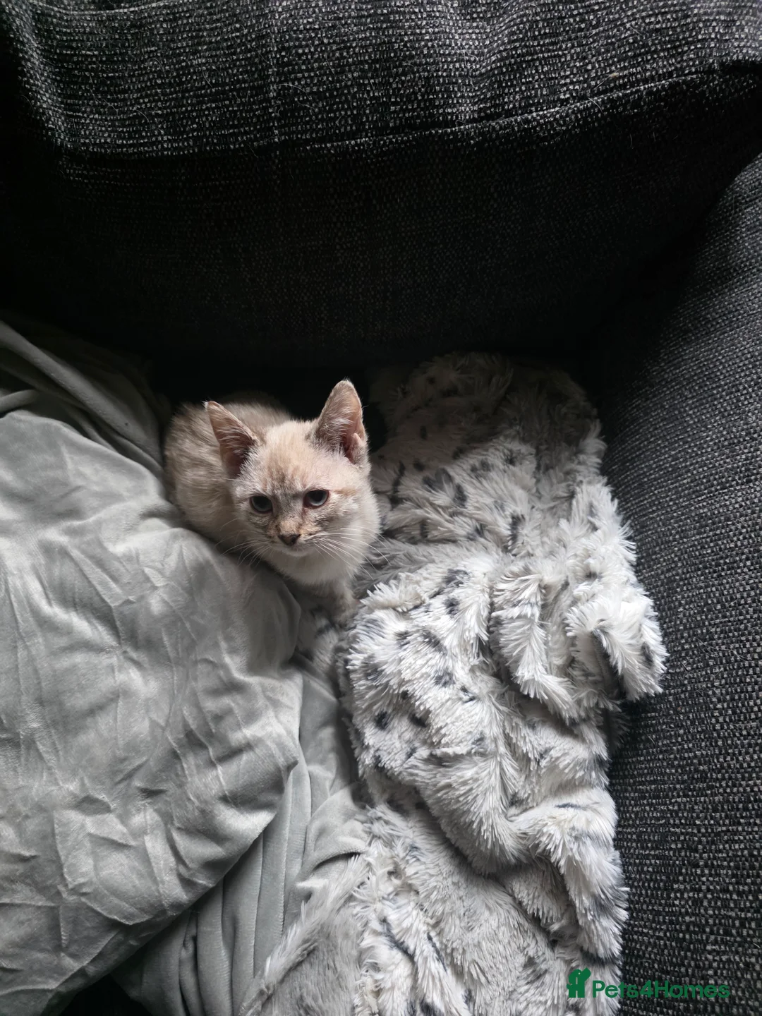 Mixed Breed cats for sale: Snow bengal x kittens ready now - Advert 10