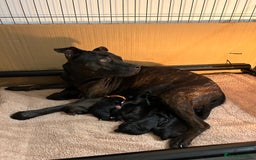 Mixed Breed dogs for sale: Staffy X Cocker Spaniel Puppies - Image 1