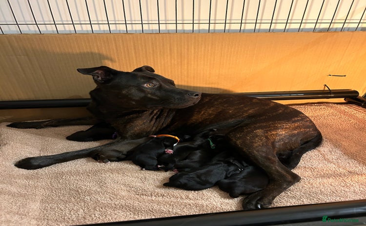 Mixed Breed dogs - Advert 9