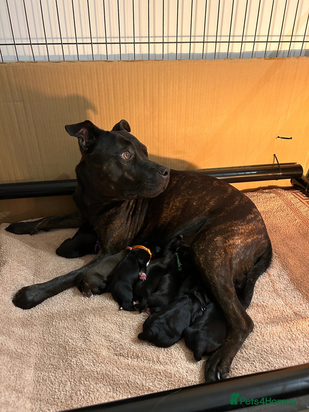 Mixed Breed dogs for sale: Staffy X Cocker Spaniel Puppies - Image 1