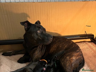 Mixed Breed dogs - Advert 10