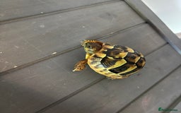 Hermann Tortoise reptiles for sale: Testudo hermanni, Hermanns tortoise for re home - Image 3