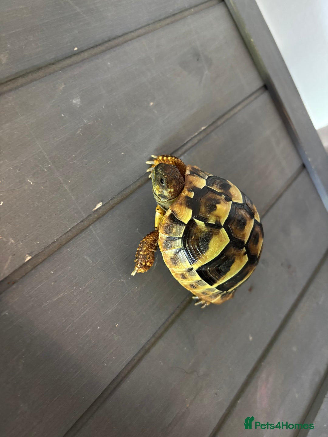 Hermann Tortoise reptiles for sale: Testudo hermanni, Hermanns tortoise for re home - Image 3