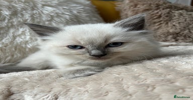 Ragdoll cats - Advert 11