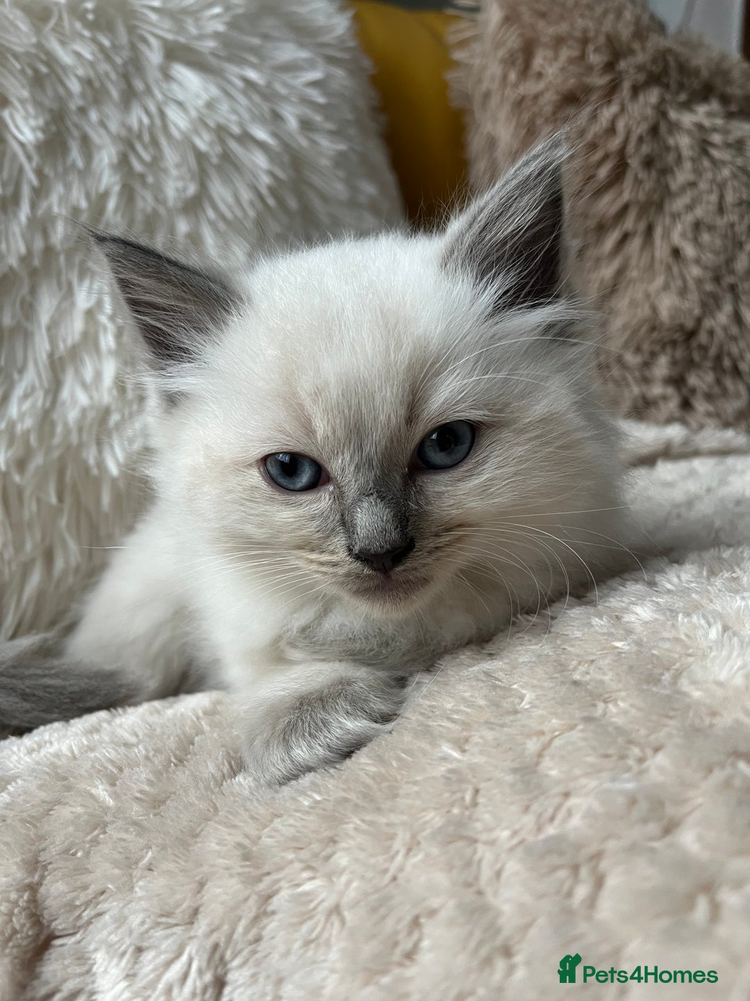 Ragdoll cats for sale: Ready now🧡 Fantastic 4 💛💙pure Ragdoll kittens🩵 - Image 6