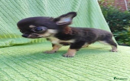 Chihuahua dogs for sale: Amazing Quality Long Coat Chihuahua puppies - Image 34