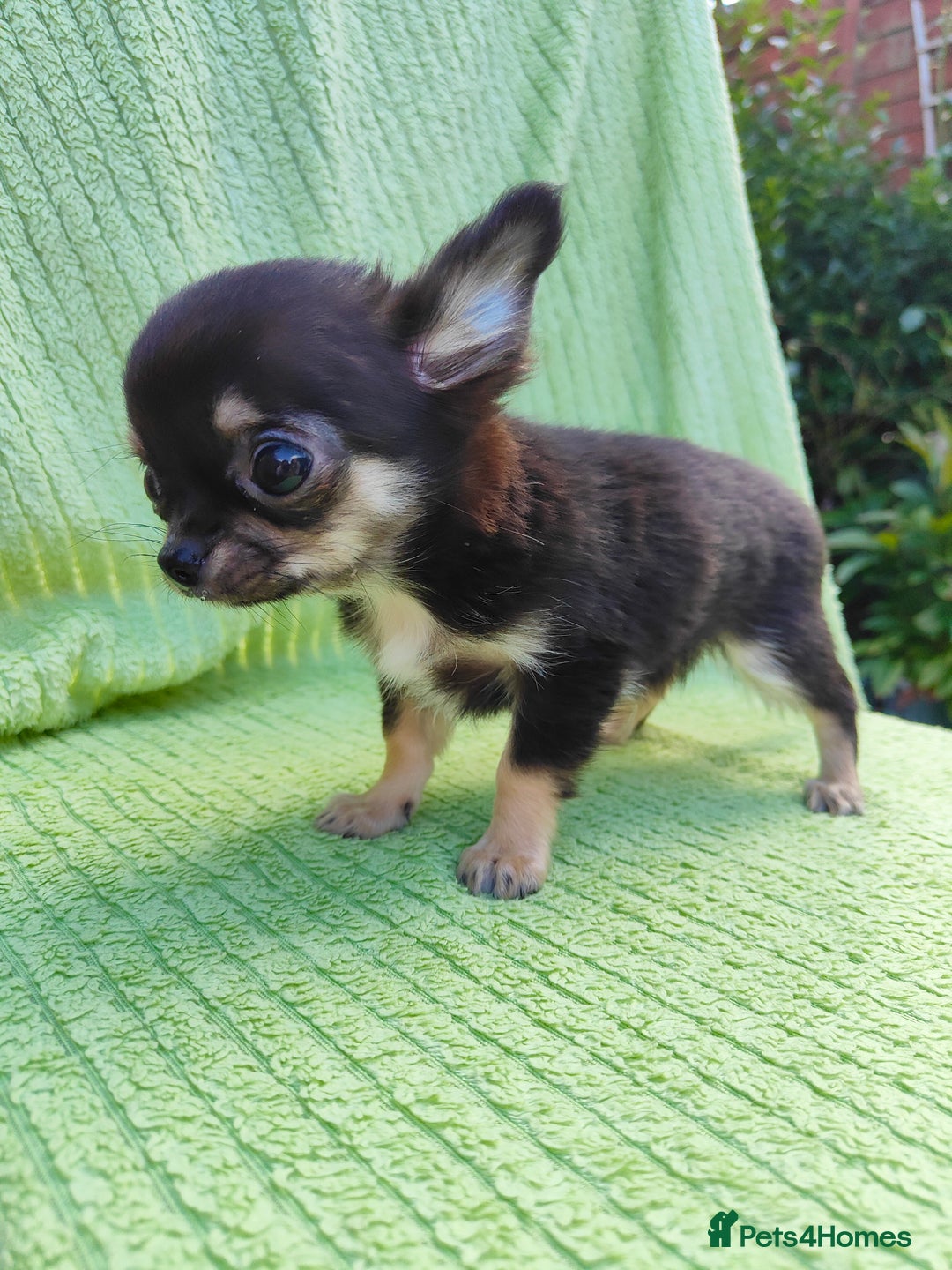 Chihuahua dogs for sale: Amazing Quality Long Coat Chihuahua puppies - Image 34