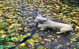 French Bulldog dogs for sale: French bulldog  - Image 4