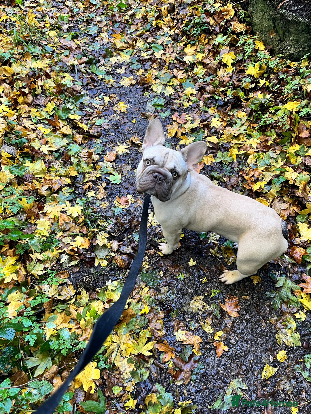French Bulldog dogs for sale: French bulldog  - Image 4