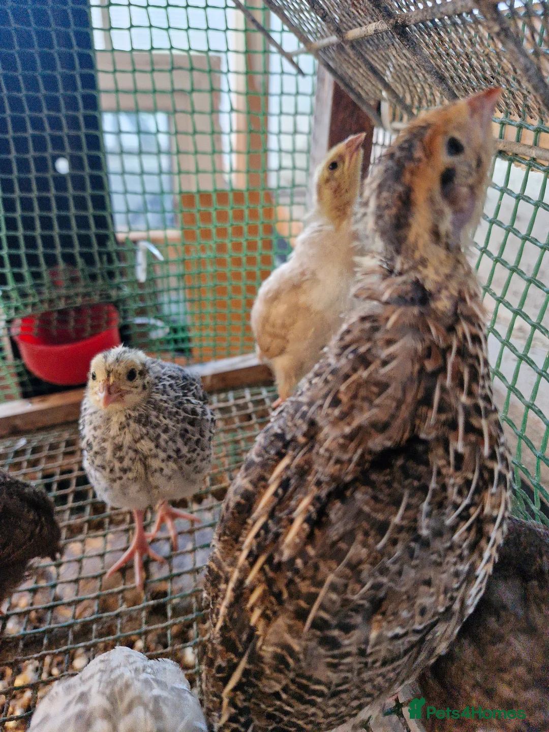 Quail poultry for sale: Jumbo Quail Chicks - Advert 1