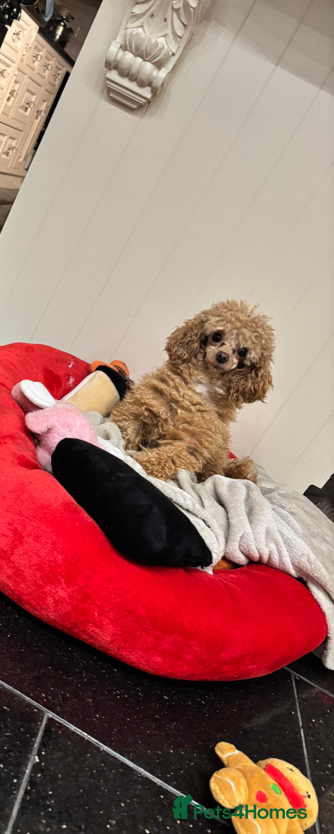 Toy Poodle dogs for sale: Asian x toy poodles available  - Advert 10