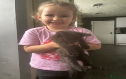 Bombay cats for sale: 3 kittens - Image 5