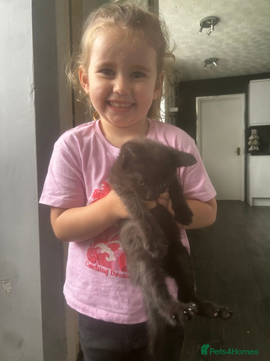Bombay cats for sale: 3 kittens - Image 5