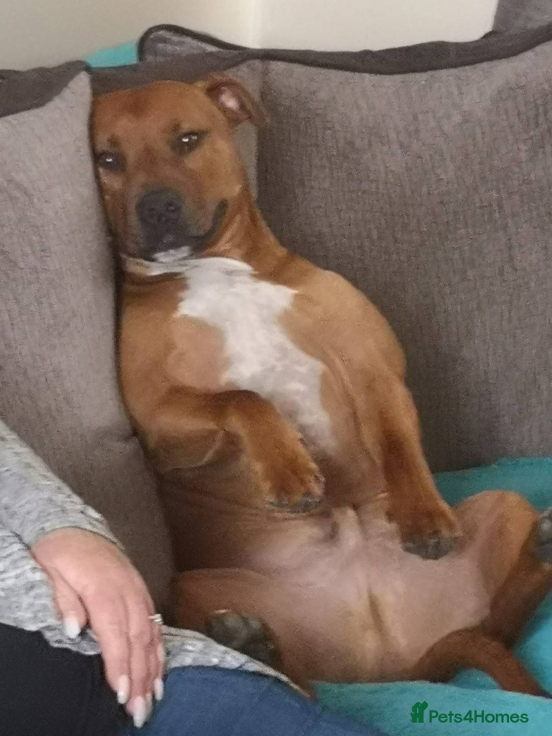 Staffordshire Bull Terrier dogs for sale: Loving 8-Year-Old Staffy Looking for Forever Home - Advert 4