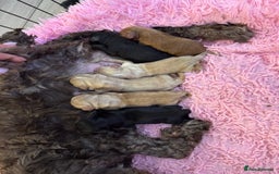 Cockapoo dogs for sale: stunning cockapoos for sale - Image 14
