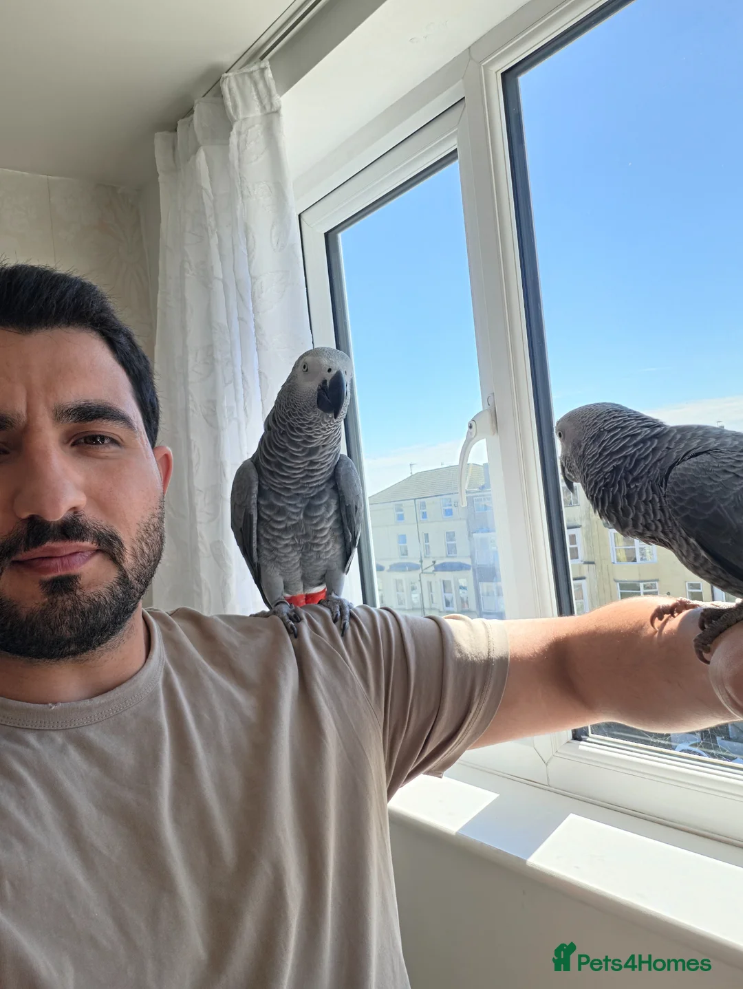 Parrots birds for sale: Afrecan greay Parrot very tame in Bridlington - Advert 2