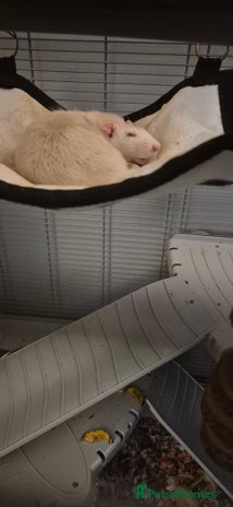 Rat rodents - Advert 3