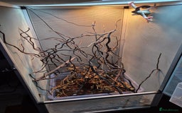 Chameleon reptiles for sale: Pied veiled chameleon and full set up - Image 3