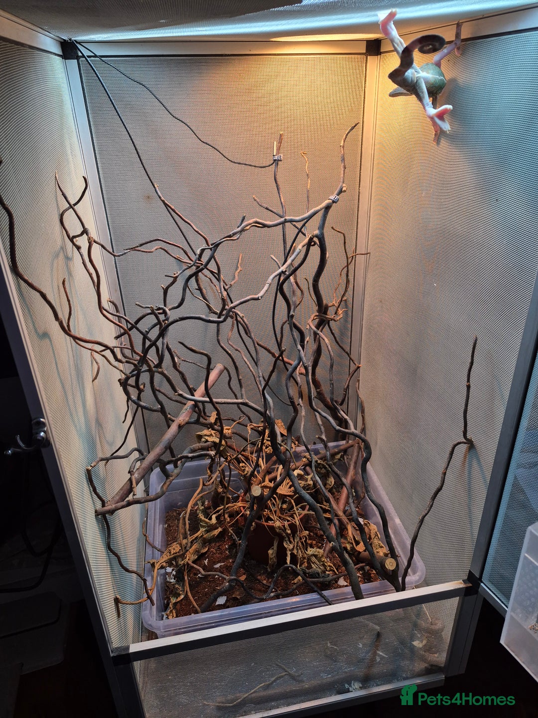 Chameleon reptiles for sale: Pied veiled chameleon and full set up - Image 3