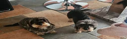 Dachshund dogs for sale: Minature Wire Haired Dachshunds Needing Rehoming - Advert 2