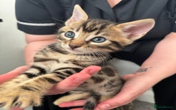 Bengal cats for sale: Beautiful Bengal mixed kittens - Image 9