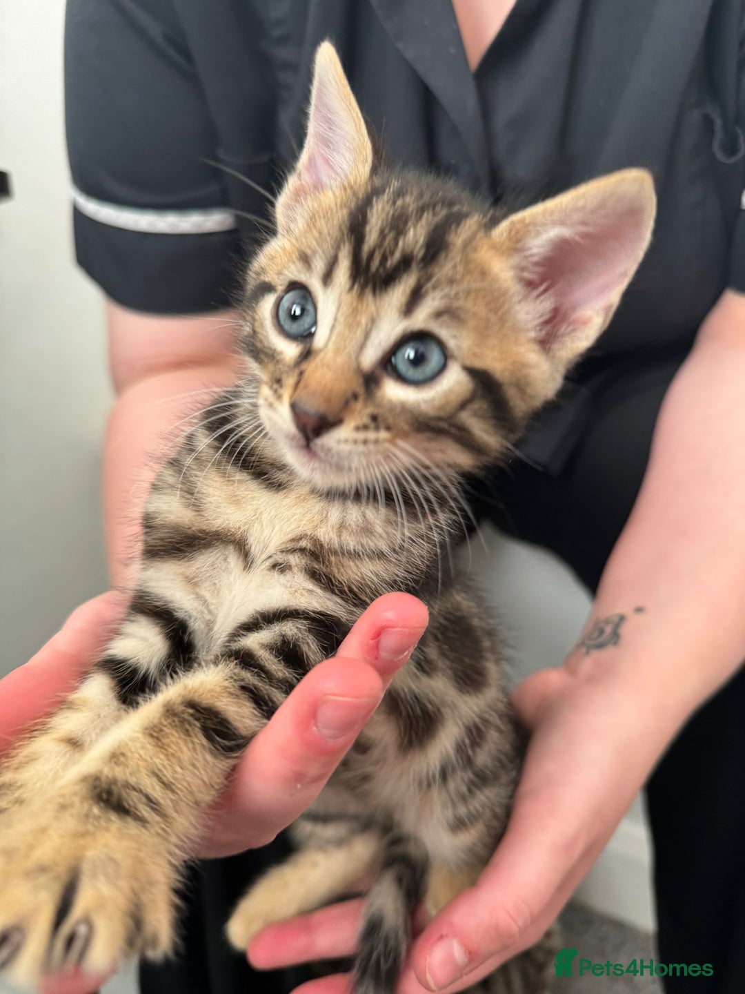 Bengal cats for sale: Beautiful Bengal mixed kittens - Image 9