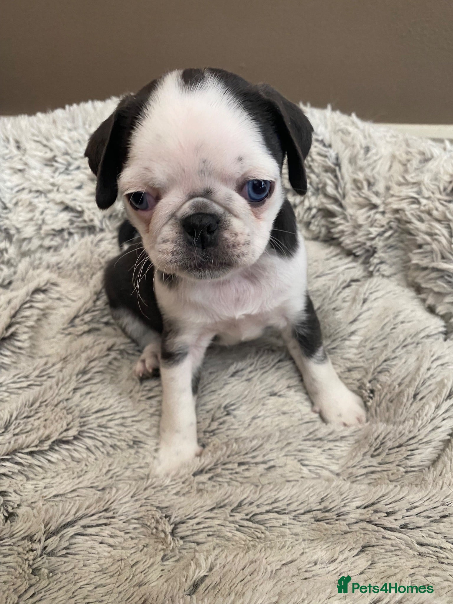 Pug dogs Beautiful blue & white pug girl available 🐶!! - Advert 2