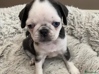 Pug dogs Beautiful blue & white panda pug available 🐶!! - Advert 6
