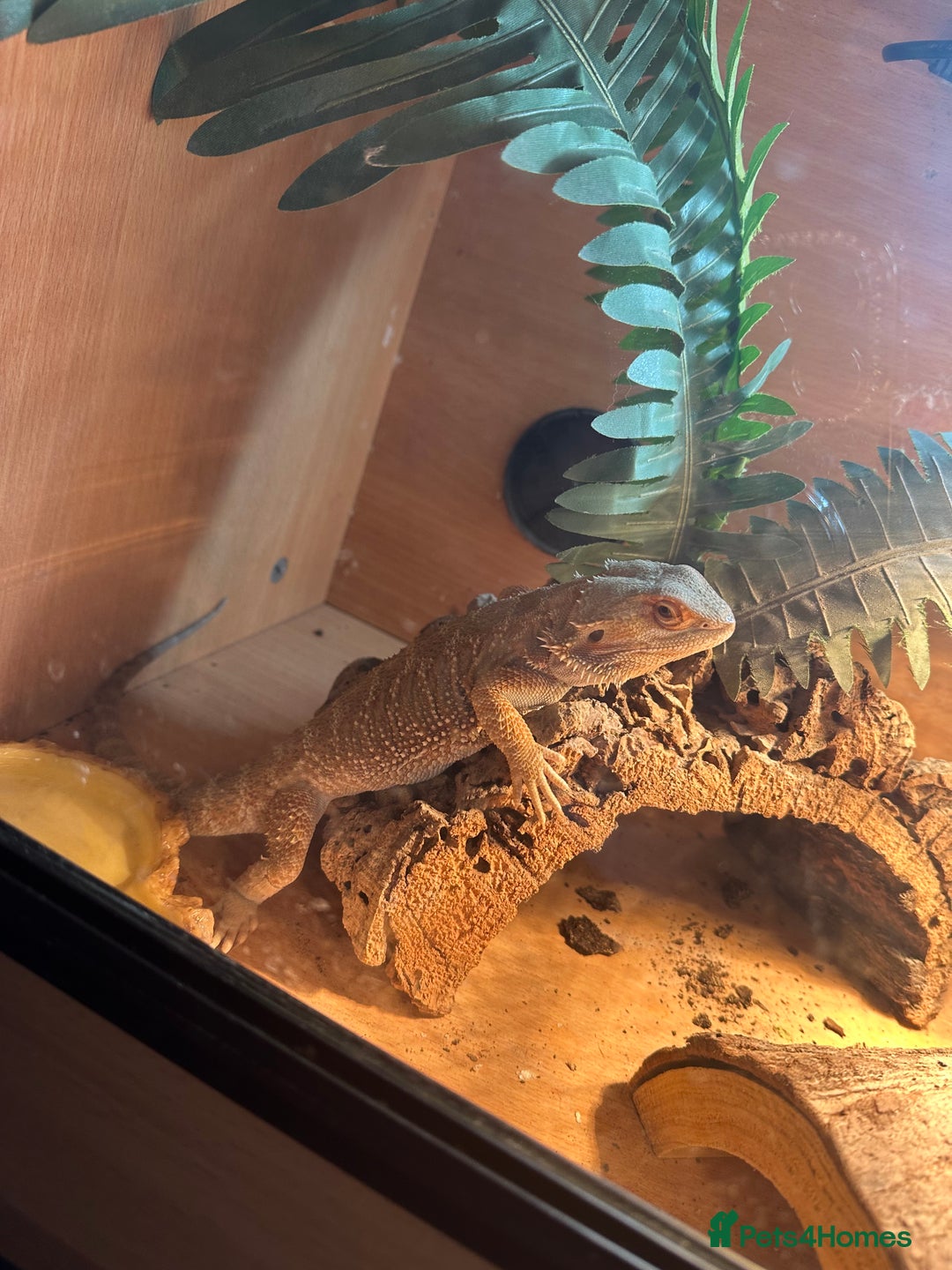 Bearded Dragon reptiles for sale: Her name is spike  - Advert 3