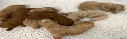 Goldendoodle dogs for sale: Stunning Goldendoodle Puppies  in Driffield - Advert 2