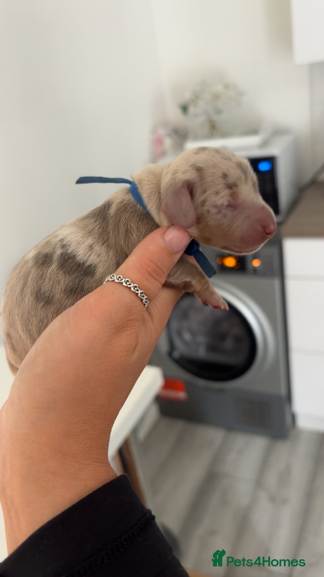 Miniature Dachshund dogs for sale: 6 beautiful mini Daxies  - Image 3