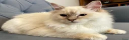 Ragdoll cats for sale: Registered Ragdoll Kittens - Advert 10